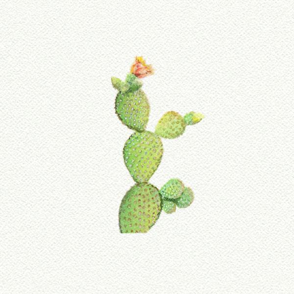 prickly pear cactus picture