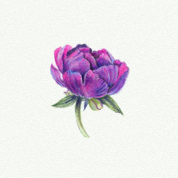 Peony picture