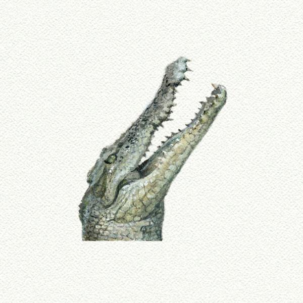 Crocodile picture