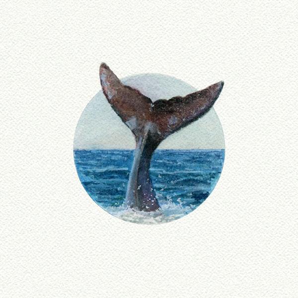 Whale Tail picture