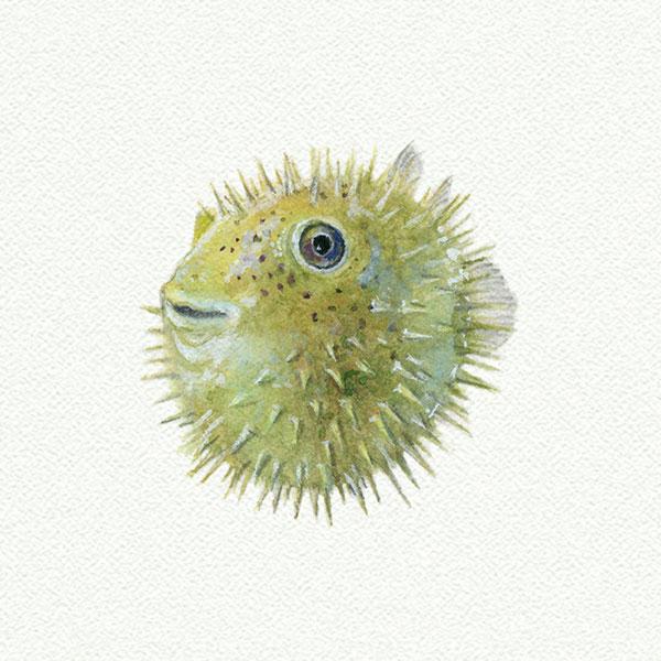 Pufferfish