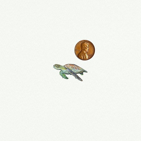 Sea Turtle picture