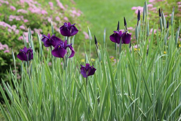 Purple Splendor picture