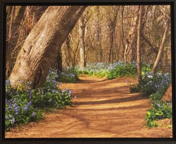 Path to the Bluebells picture