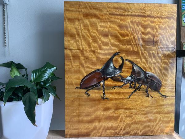 Fighting Beetles