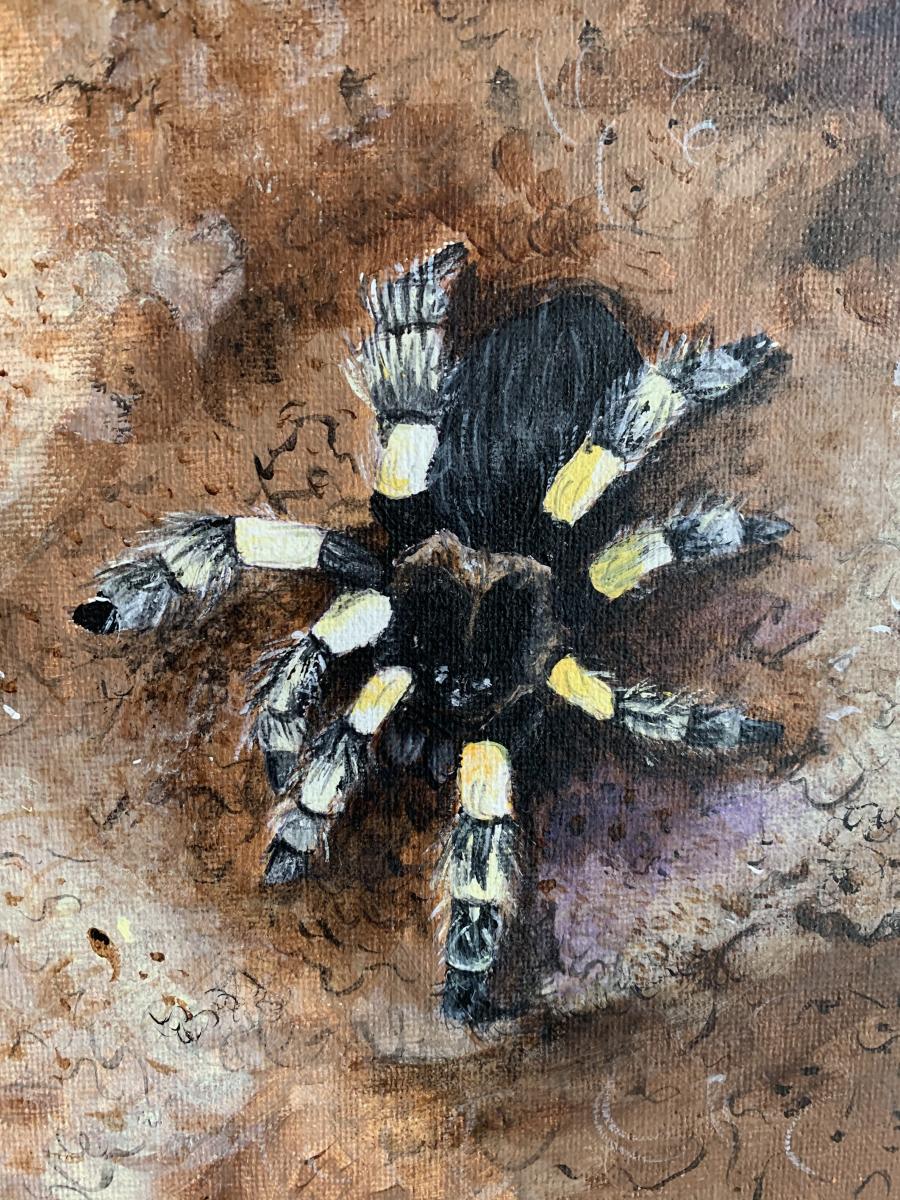 Tarantula Attack picture