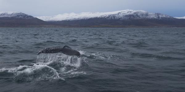 Humpback Whale picture