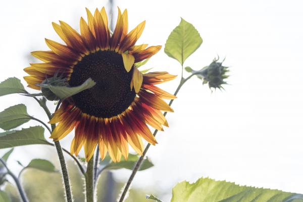 Sunflower picture