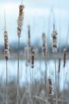 Wintry Cattails