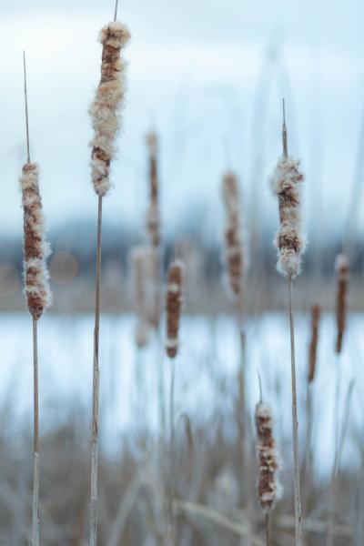 Wintry Cattails