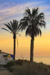 Palm Trees at Sunset