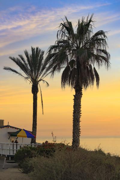 Palm Trees at Sunset picture