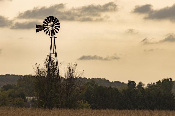 Dusky Windmill picture