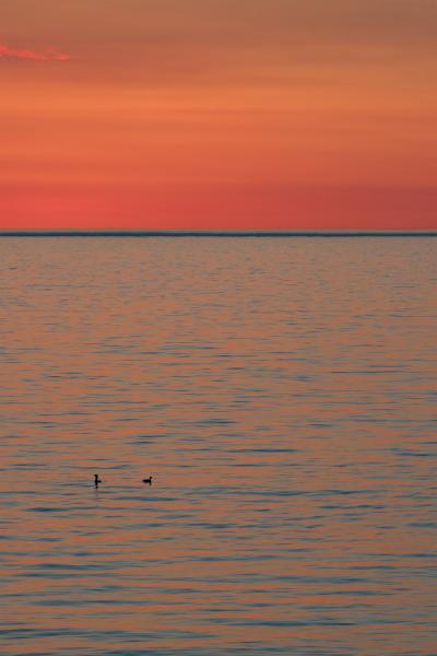 Sunrise Ducks