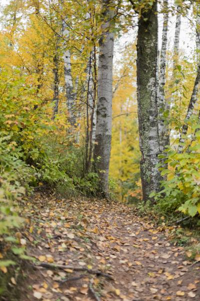 Through The Birches picture