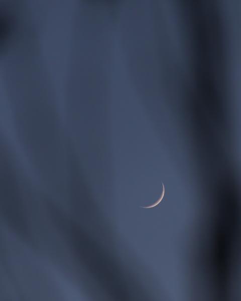 Crescent Moon In Tree