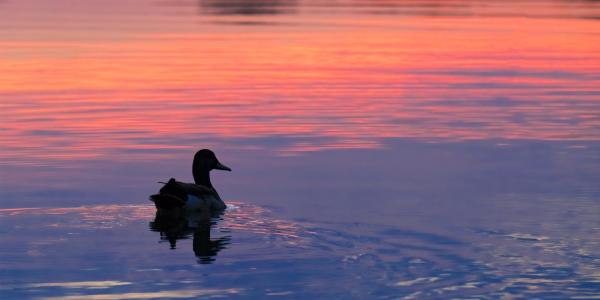 Dusk Duck picture