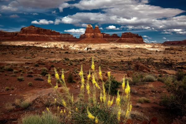 Desert Bloom