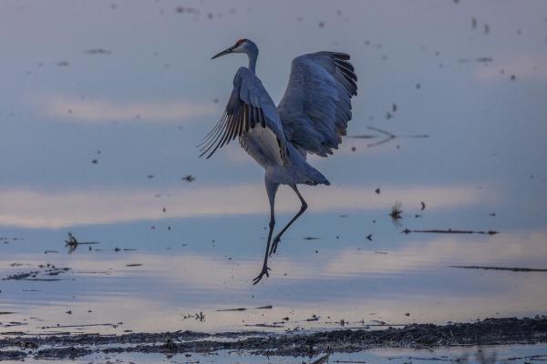 Crane Choreography picture