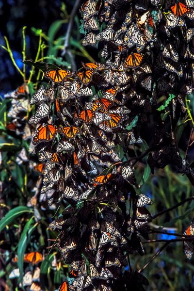 Monarchs picture