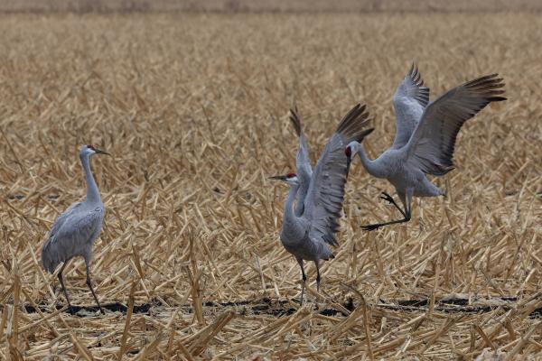 Corn Dancers picture