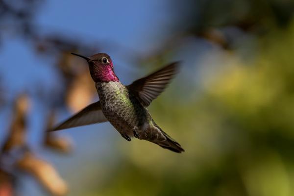 Blurred Wings