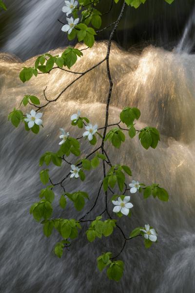 Dogwood Cascade