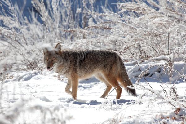 Coyote Raspberry