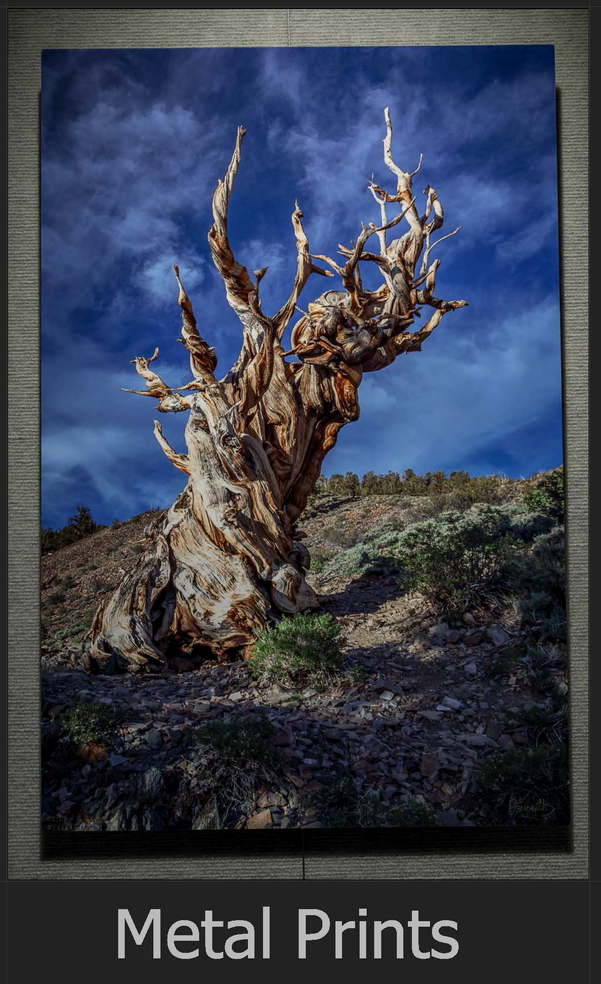 Moraine Light picture