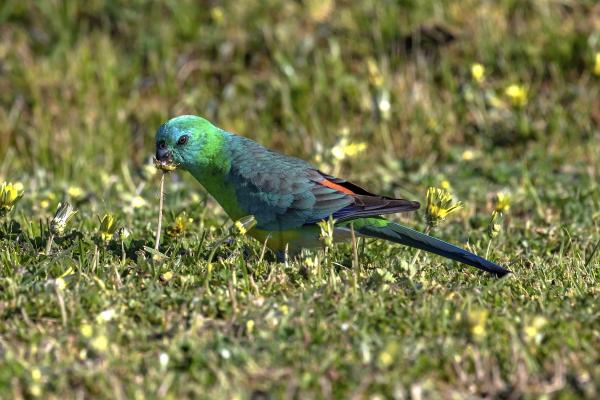 Red Rump Parakeet picture