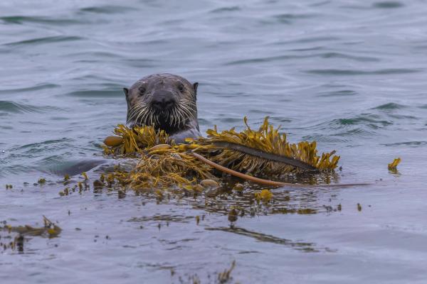 Otter Play picture