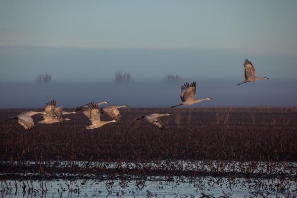 Crane Flight