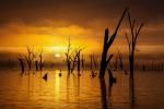 Ghost Gums