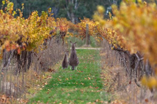 Fall Joey picture