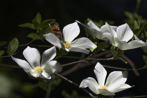 Painted Lady picture