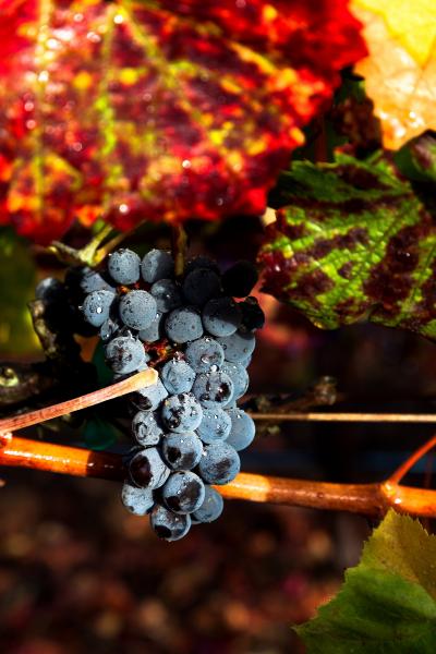 Fall Harvest