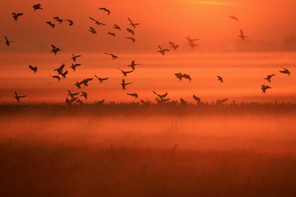 Hunter in the Mist