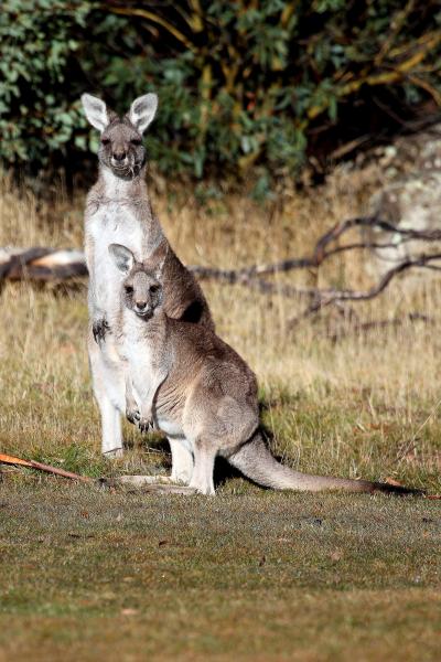 Roo and Joey picture