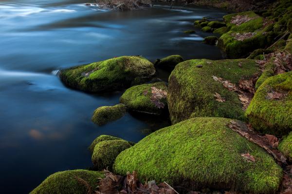 Mossy Merced picture