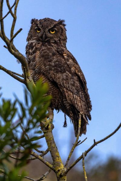 Owl Eyes picture