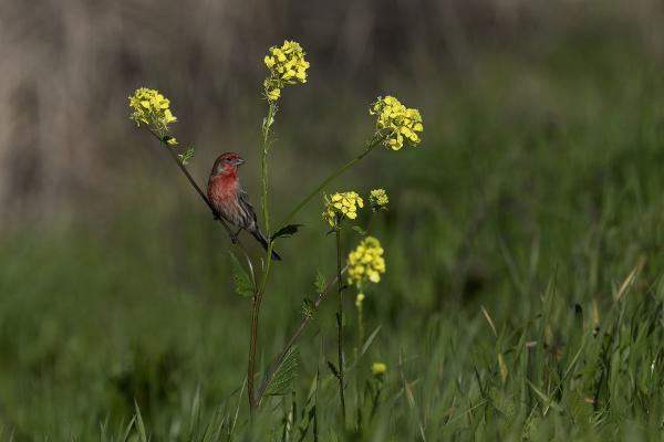 House Finch