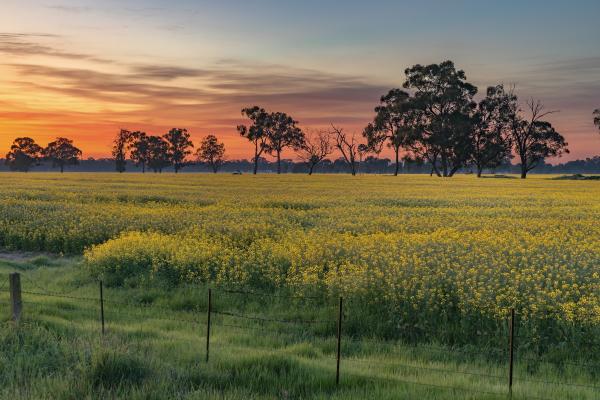 Canola