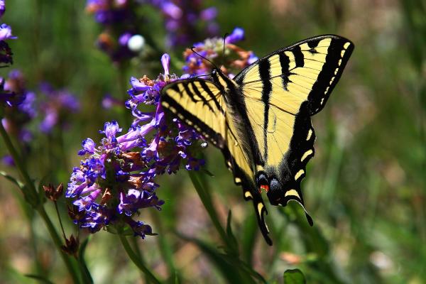 Swallowtail picture