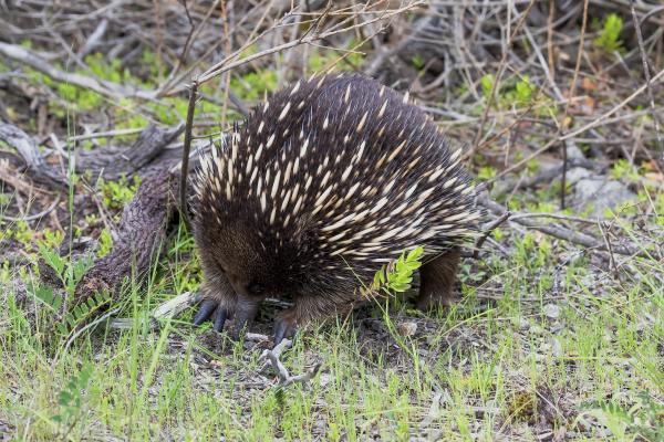 echidna