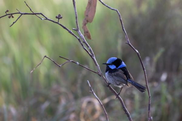 Blue Wren picture