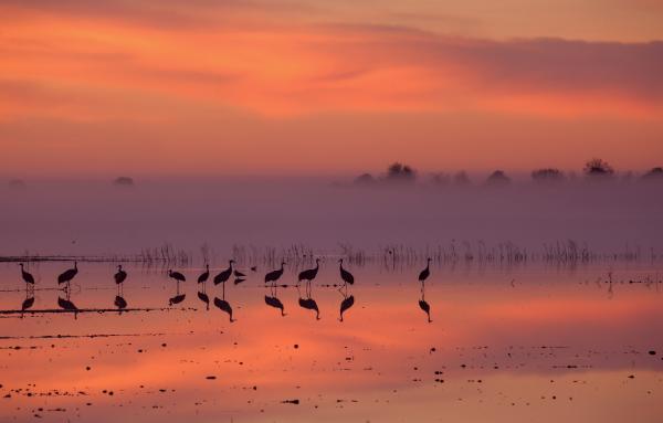 Crane Silhouettes picture