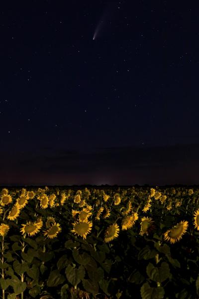 Star Flowers picture