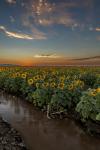 Sunflower Sunset