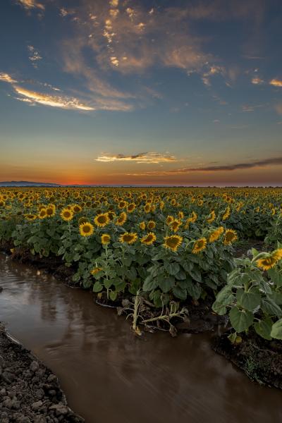 Sunflower Sunset picture