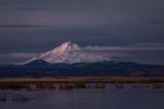 Shasta Light